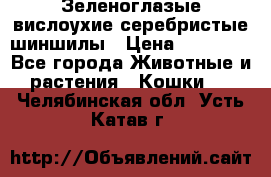 Зеленоглазые вислоухие серебристые шиншилы › Цена ­ 20 000 - Все города Животные и растения » Кошки   . Челябинская обл.,Усть-Катав г.